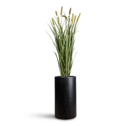 Solid Cylinder Planter - Matt Dark Grey Fiberclay Tall Tubular Indoor Pot 9 Solid Cylinder Planter - Matt Dark Grey Fiberclay Tall Tubular Indoor Pot -HORTOLOGY Plants Sale Cattails Grass Artificial 120cm 12 stems Solid Cylinder Planter Dark Grey 30x55cm