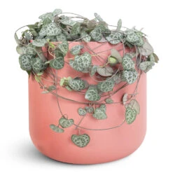 Ceropegia Woodii - String Of Hearts -HORTOLOGY Plants Sale Ceropegia woodii 12x25cm Lisbon Pot Blush Rose 18.5x18.5cm