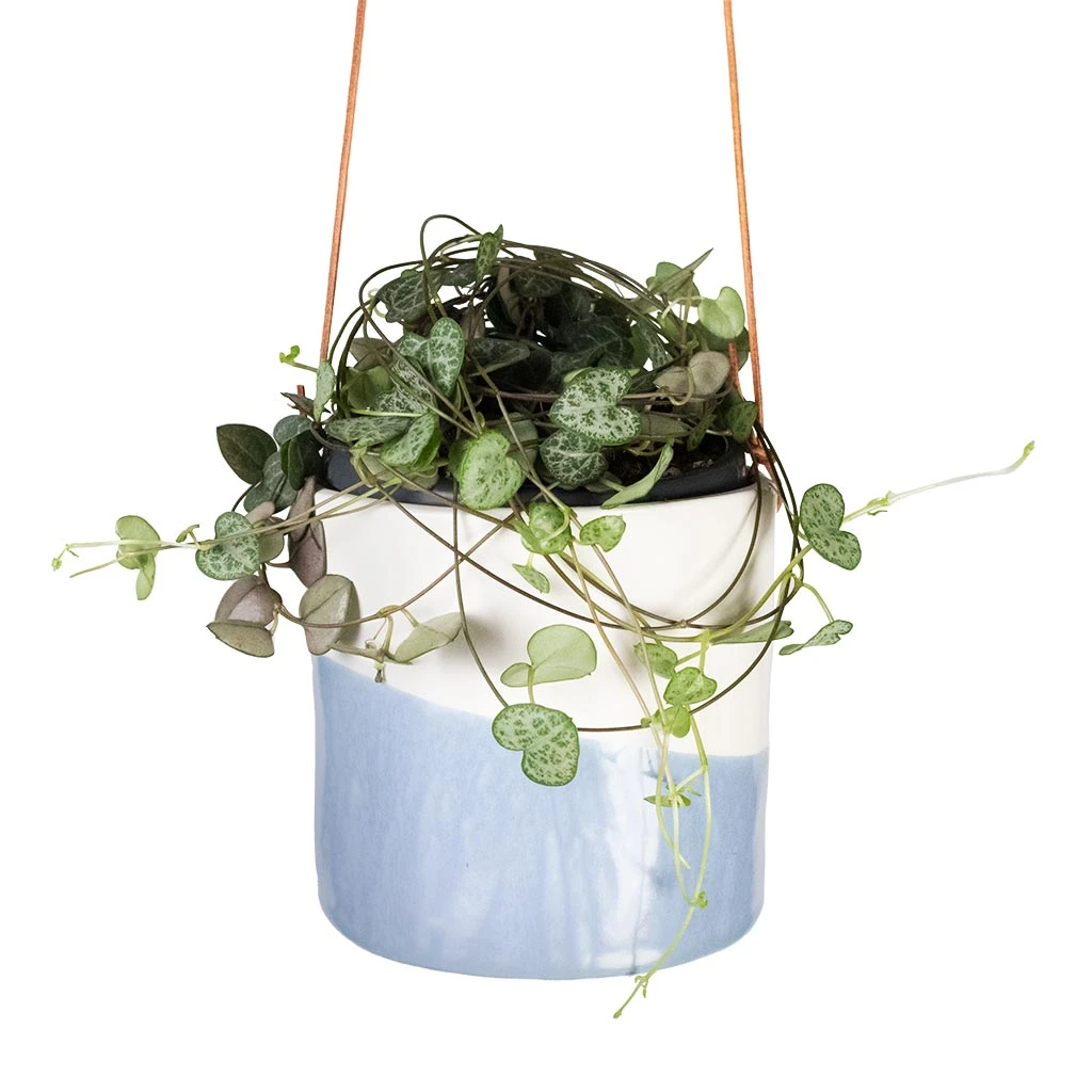 Dip Glaze Ceramic Hanging Indoor Plant Pot β Blue & White Stoneware with Leather Cord 7 Dip Glaze Ceramic Hanging Indoor Plant Pot β Blue & White Stoneware with Leather Cord - Image 7