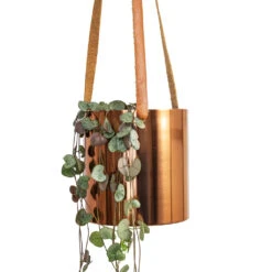 Ceropegia Woodii - String Of Hearts -HORTOLOGY Plants Sale Ceropegia woodii String of Hearts 10x20cm Floro Hanging Plant Pot Copper 13x13cm 2