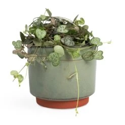 Malibu Plant Pot - Green -HORTOLOGY Plants Sale Ceropegia woodii String of Hearts 10x20cm Malibu Plant Pot Green 12x11cm 5ea15de9 3cd9 4f05 9573 3cdcc617a92d