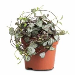 Ceropegia Woodii - String Of Hearts -HORTOLOGY Plants Sale Ceropegia woodii String of Hearts 12x25cm no hanger