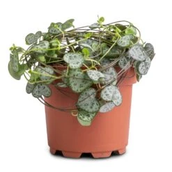 Ceropegia Woodii - String Of Hearts -HORTOLOGY Plants Sale Ceropegia woodii String of Hearts 12x25cm no hanger 3a3af313 125a 49d0 862c b0d9b0edeab8