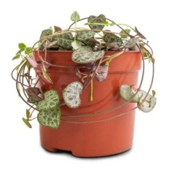 Ceropegia Woodii - String Of Hearts -HORTOLOGY Plants Sale Ceropegia woodii String of Hearts 8x20cm no hanger