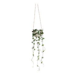 Ceropegia Woodii - String Of Hearts -HORTOLOGY Plants Sale Ceropegia woodii String of Hearts Dot Hanging Indoor Pot