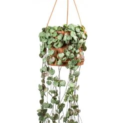 Ceropegia Woodii - String Of Hearts -HORTOLOGY Plants Sale Ceropegia woodii String of Hearts Large Leaves