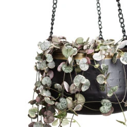 Sahara Hanging Plant Pot - Slate 11 Sahara Hanging Plant Pot - Slate -HORTOLOGY Plants Sale Ceropegia woodii Variegated 14x30cm Sahara Hanging Pot Slate 19x12cm 2 1