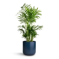 Chamaedorea Elegans - Parlour Palm -HORTOLOGY Plants Sale Chamaedorea elegans Parlour Palm 14x50cm Lisbon Plant Pot Navy 15x15cm