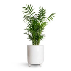Chamaedorea Elegans - Parlour Palm -HORTOLOGY Plants Sale Chamaedorea elegans Parlour Palm 17x60cm Pisa Plant Pot White 20x24cm e2dda9b6 b2ae 4379 832c 2dc91dc0b660