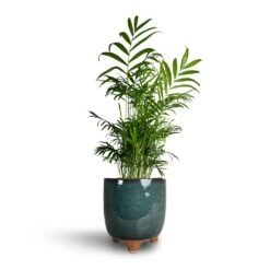 Kaat Plant Pot - Petrol -HORTOLOGY Plants Sale Chamaedorea elegans Parlour Palm 17x70cm Kaat Plant Pot Petrol 20x20cm 86407366 a6d2 4896 90ea 6765b3a50018