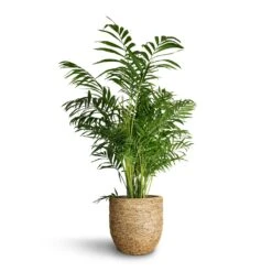 Chamaedorea Elegans - Parlour Palm -HORTOLOGY Plants Sale Chamaedorea elegans Parlour Palm 20x100cm Cody Plant Pot Straw Grass 27x26cm