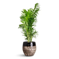 Lindy Plant Pot - Black -HORTOLOGY Plants Sale Chamaedorea elegans Parlour Palm 20x100cm Lindy Pot Black 30x25cm 1