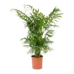 Chamaedorea Elegans - Parlour Palm -HORTOLOGY Plants Sale Chamaedorea elegans Parlour Palm Medium