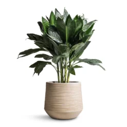Dune Darcy Planter - Oat -HORTOLOGY Plants Sale Chamaedorea metallica Metallic Palm 21x70cm Dune Darcy Planter Oat 30x26cm bd14912e a3de 42bf a8cb bcbd604a8a38