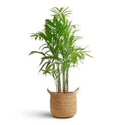 Chamaedorea Seifrizii - Bamboo Palm -HORTOLOGY Plants Sale Chamaedorea seifrizii Bamboo Palm 21x100cm Nelis Plant Basket Natural 28x27cm 08c48529 b4f6 47a0 b412 9d31ad5766e3