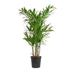 Chamaedorea Seifrizii - Bamboo Palm -HORTOLOGY Plants Sale Chamaedorea seifrizii Bamboo Palm 21x80cm 5547