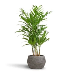Chamaedorea Seifrizii - Bamboo Palm -HORTOLOGY Plants Sale Chamaedorea seifrizii Bamboo Palm 21x80cm Cement Stone Low Harley Plant Pot Granite Grey 37x24cm 5549
