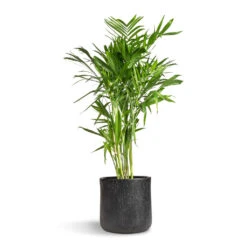 Raindrop Round Planter - Anthracite -HORTOLOGY Plants Sale Chamaedorea seifrizii Bamboo Palm 27x140cm Raindrop Round Planter Anthracite 34x32cm 5555