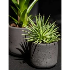 Charlie Plant Pot - Black Washed 32 Charlie Plant Pot - Black Washed -HORTOLOGY Plants Sale Charlie Plant Pot Black Washed Houseplants