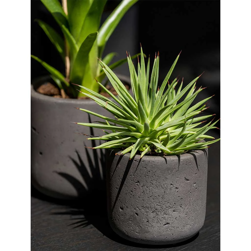 Charlie Plant Pot - Black Washed 13 Charlie Plant Pot - Black Washed - Image 13