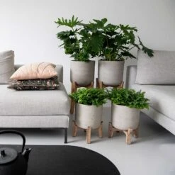 Charlie Plant Pot - Low Stand - Grey Washed 11 Charlie Plant Pot - Low Stand - Grey Washed -HORTOLOGY Plants Sale Charlie Plant Pot Tall Stand Grey Washed Lifestyle 02 9225be9f 92ff 40ce 8bec 1627a363928b