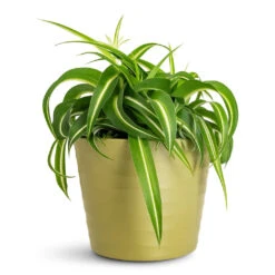 Oslo Plant Pot - Olive -HORTOLOGY Plants Sale Chlorophytum Bonnie 12x25cm Oslo Pot Olive 13x10.5cm