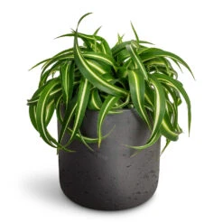 Charlie Plant Pot - Black Washed 24 Charlie Plant Pot - Black Washed -HORTOLOGY Plants Sale Chlorophytum Bonnie Curly Spider Plant 12x25cm Charlie Plant Pot Black Washed 15x15cm a92ba5e7 db9b 4acc 8371 de465ba281ad