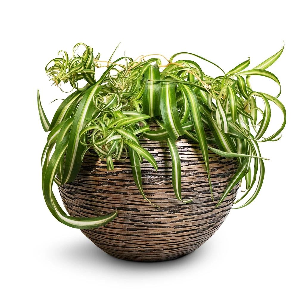 Luxe Lite Wrinkle Globe Planter - Bronze 9 Luxe Lite Wrinkle Globe Planter - Bronze - Image 9
