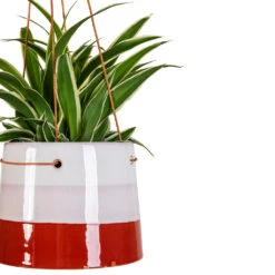 Chlorophytum Ocean - Spider Plant -HORTOLOGY Plants Sale Chlorophytum Ocean 11x15cm Striped Hanging Pot Terracotta Blush 16x12cm 2