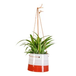 Chlorophytum Ocean - Spider Plant -HORTOLOGY Plants Sale Chlorophytum Ocean 11x15cm Striped Hanging Pot Terracotta Blush 16x12cm