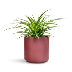 Prague Plant Pot - Rose -HORTOLOGY Plants Sale Chlorophytum Ocean 12x20cm Prague Pot Rose 16x16cm 1