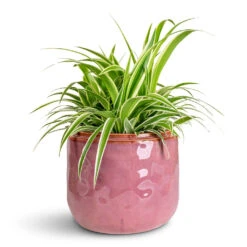Mabel Cherry Ceramic Plant Pot β Muted Mauve & Honey Glaze Indoor Decorative Planter 11 Mabel Cherry Ceramic Plant Pot β Muted Mauve & Honey Glaze Indoor Decorative Planter -HORTOLOGY Plants Sale Chlorophytum Ocean 15x25cm Mabel Pot Cherry 21x17cm