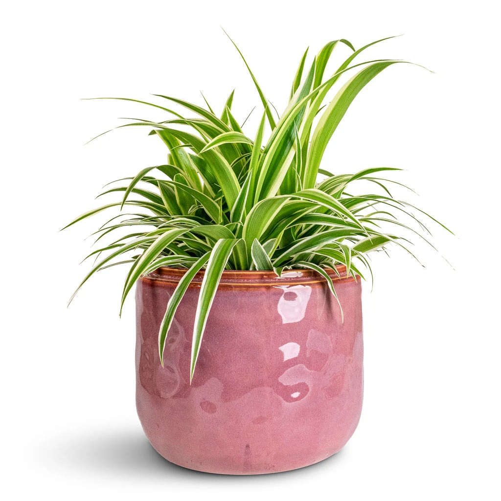 Mabel Cherry Ceramic Plant Pot β Muted Mauve & Honey Glaze Indoor Decorative Planter 5 Mabel Cherry Ceramic Plant Pot β Muted Mauve & Honey Glaze Indoor Decorative Planter - Image 5