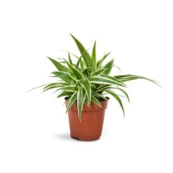Chlorophytum Ocean - Spider Plant -HORTOLOGY Plants Sale Chlorophytum Ocean Spider Plant 12x20cm