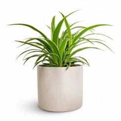 Chlorophytum Ocean - Spider Plant -HORTOLOGY Plants Sale Chlorophytum Ocean Spider Plant 12x20cm Lazzaro Plant Pot Linen Effect 15x13cm