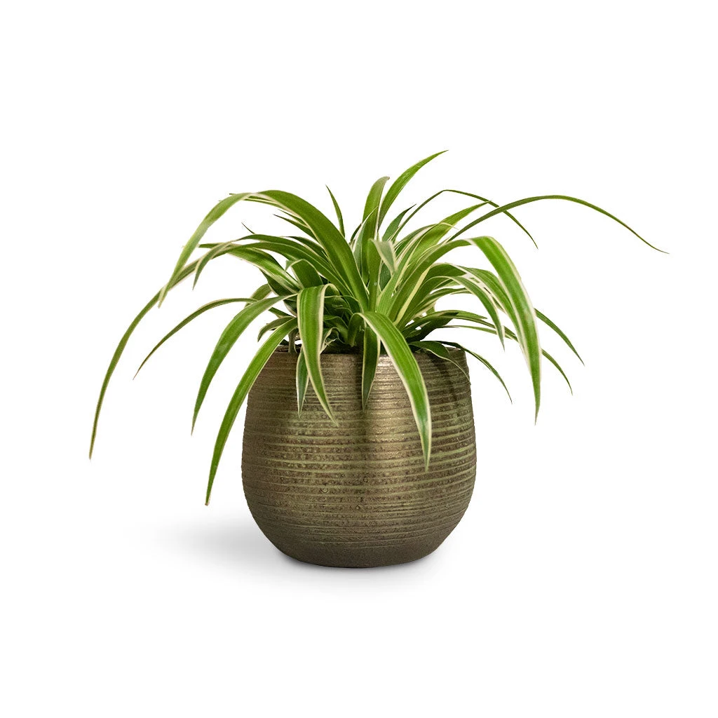 Lydia Plant Pot - Shiny Green 17 Lydia Plant Pot - Shiny Green - Image 17