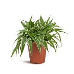 Chlorophytum Ocean - Spider Plant -HORTOLOGY Plants Sale Chlorophytum Ocean Spider Plant 15x25cm