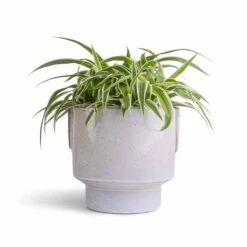 Chlorophytum Ocean - Spider Plant -HORTOLOGY Plants Sale Chlorophytum Ocean Spider Plant 15x25cm Aries Handles Plant Pot White 19x20cm 977a5706 23cd 4461 b501 cf287b3a80da