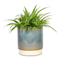 Chlorophytum Ocean - Spider Plant -HORTOLOGY Plants Sale Chlorophytum Ocean Spider Plant 15x25cm Copenhagen Plant Pot Aqua 18.5x19.5cm