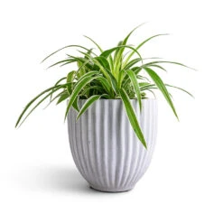 Chlorophytum Ocean - Spider Plant -HORTOLOGY Plants Sale Chlorophytum Ocean Spider Plant 15x25cm Lagos Plant Pot Cement 20x20cm