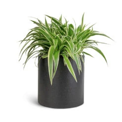 Chlorophytum Ocean - Spider Plant -HORTOLOGY Plants Sale Chlorophytum Ocean Spider Plant 15x25cm Puk Natural Planter Matt Black 20x20cm 1 5ac46bf5 141b 4b3a a773 93344157b9d4