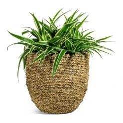 Chlorophytum Ocean - Spider Plant -HORTOLOGY Plants Sale Chlorophytum Ocean Spider Plant Cody Plant Pot Straw Grass