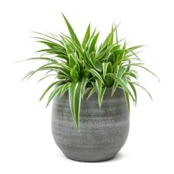 Chlorophytum Ocean - Spider Plant -HORTOLOGY Plants Sale Chlorophytum Ocean Spider Plant Esra Plant Pot Mystic Grey