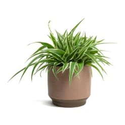 Chlorophytum Ocean - Spider Plant -HORTOLOGY Plants Sale Chlorophytum Ocean Spider Plant Suze Plant Pot Pink 0dfe8f94 3f4e 414c abe0 757ae1a43331