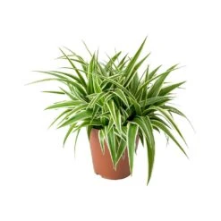 Chlorophytum Ocean - Spider Plant -HORTOLOGY Plants Sale Chlorophytum Ocean Spider Plant ad5b87b5 b3ad 4a3d 8d8b 6991cea73bff