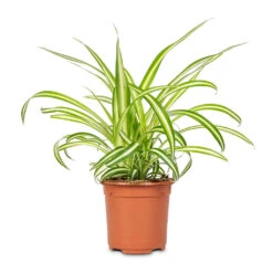 Chlorophytum Vittatum - Spider Plant -HORTOLOGY Plants Sale Chlorophytum Variegatum 10.5x30cm