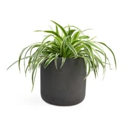 Charlie Plant Pot - Black Washed 33 Charlie Plant Pot - Black Washed -HORTOLOGY Plants Sale Chlorophytum Variegatum Spider Plant 19x60cm Charlie Plant Pot Black Washed 25x24cm 2 a53328ec 1e4c 4957 bd8d e7019c1f978d