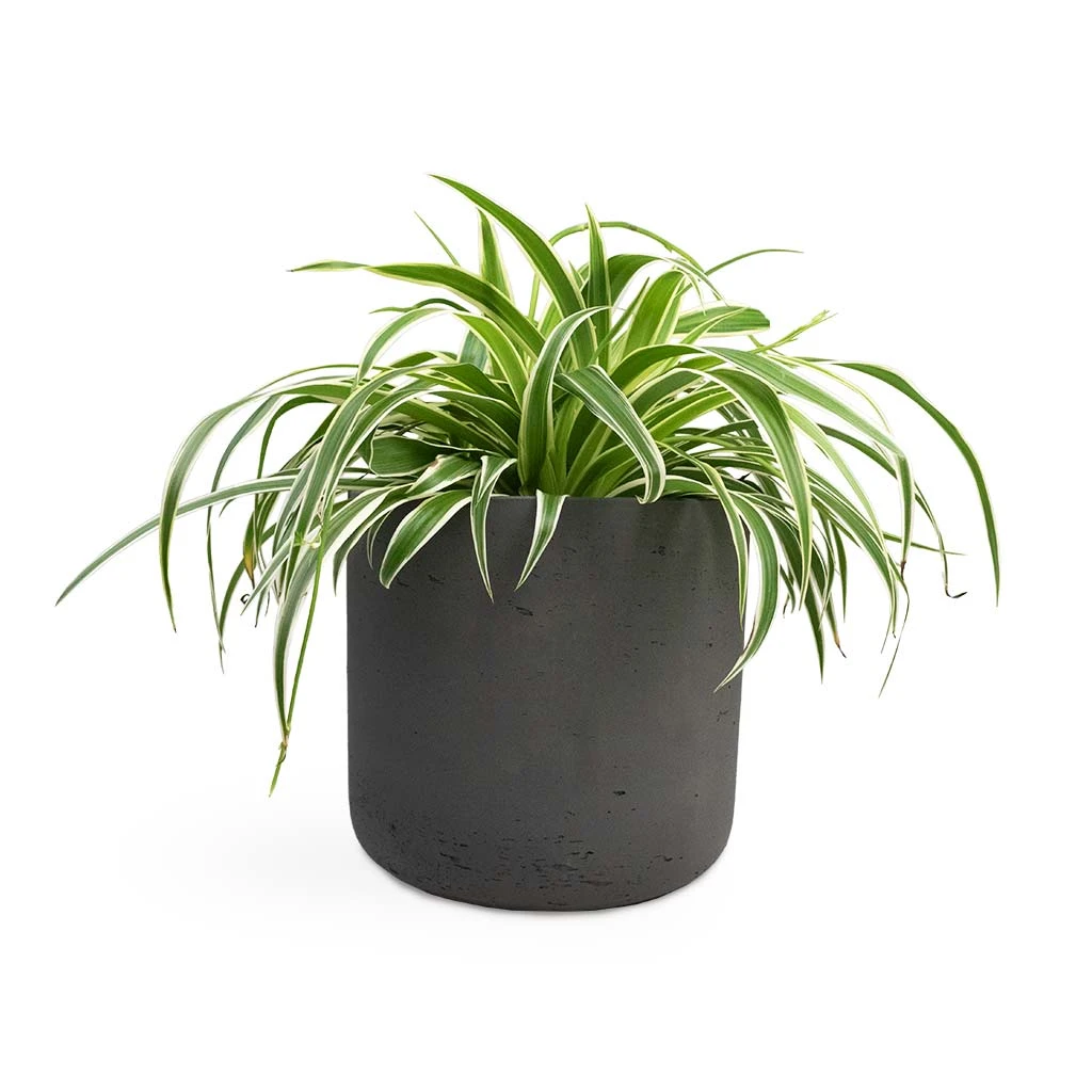 Charlie Plant Pot - Black Washed 14 Charlie Plant Pot - Black Washed - Image 14