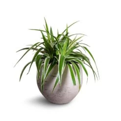 Mini Orb Kevan Plant Pot - Grey Washed -HORTOLOGY Plants Sale Chlorophytum Variegatum Spider Plant 19x60cm Mini Orb Kevan Plant Pot Grey Washed 25x21cm b3ebf995 559f 4d7d 976b c5e46c2dae71