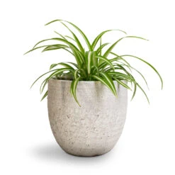 Chlorophytum Vittatum - Spider Plant -HORTOLOGY Plants Sale Chlorophytum Vittatum Spider Plant 12x35cm Cas Plant Pot Cool Grey 17x15cm